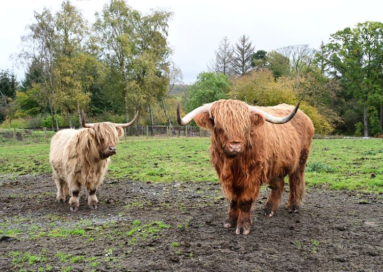 Two Highland cows standing in a field