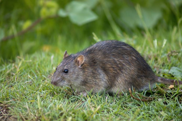 News - Rat Control Service for Falkirk Council Tenants | Falkirk Council